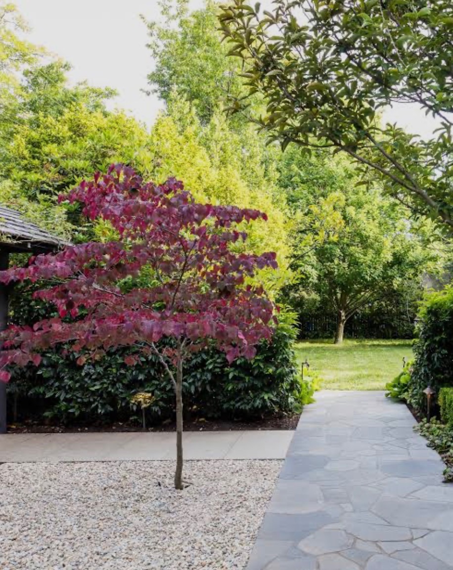 Malvern garden path and planting